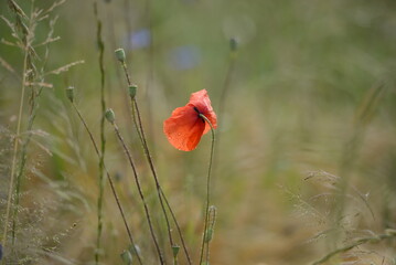 Naklejka premium Sommer am Getreidefeld. Wunderschöne Mohnblumen im Feld