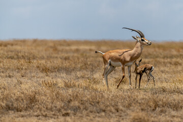 Wild Thomson's gazelles in serengeti national park