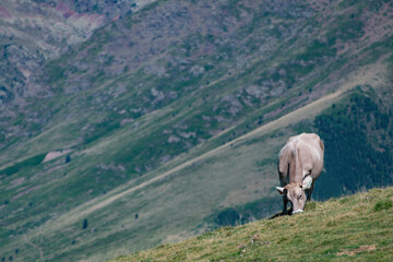 Cow grazing in the mountains of the Pyrenees
