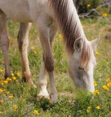 Naklejka na ściany i meble foal on a meadow grazing on grass in field of poppies and wildflowers