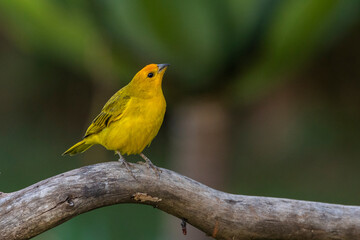 A male of Saffron Finch also known as Canario or Chirigue Azafranado perched on the branch. Species Sicalis flaveola. Birdwatcher.  Bird lover. Birding. Yellow bird.