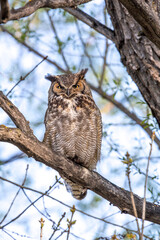 Great Horned Owl stare