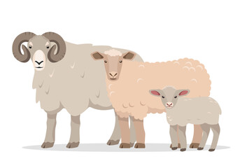 Family of sheeps. Male and female farm animals. Sheep, ram and baby lamb icons. Wool production. Vector flat or cartoon illustration isolated on white background.