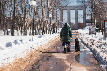 The owner walks a poodle dog in the city park on a sunny spring day.