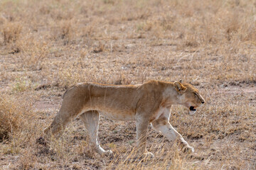 Wild lioness in the Serengeti National Park in the heart of Africa