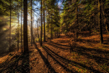 Leśna ścieżka jesienią, kolorowe drzewa, kiściem poranne promienie słońca
