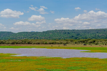 Savannah landscape in Serengeti National Park