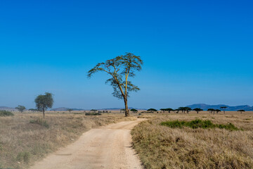 Fototapeta na wymiar Savannah landscape in Serengeti National Park