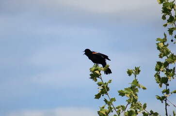 red winged blackbird 