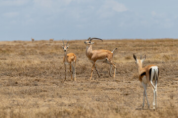Naklejka na ściany i meble Wild Thomson's gazelles in the African savannah