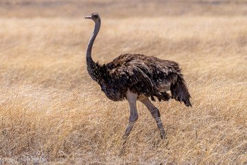 Wild ostrich in Serengeti national park