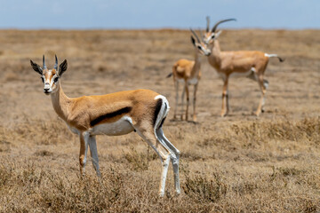Fototapeta premium Wild Thomson's gazelles in the African savannah