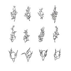 Graphic drawing botanical flowers set