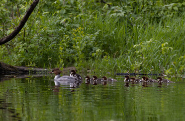 A merganser and her babies swimming in a pond