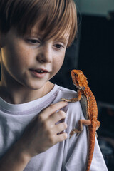 Portrait of boy with Red bearded Agama iguana. Little child playing with reptile. Selective focus. High quality photo