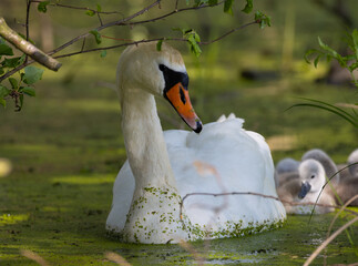 Swan with offspring on the pond