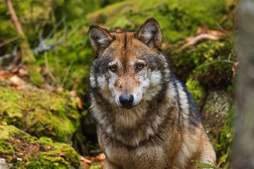 Naklejka na ściany i meble Eurasian wolf (Canis lupus lupus) their animal view