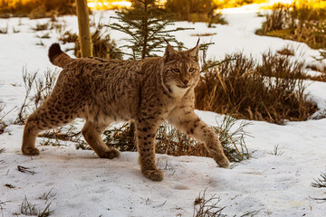 adult male Eurasian lynx (Lynx lynx) walks around