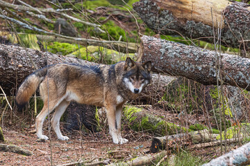 Eurasian wolf (Canis lupus lupus) in the woods by the heath