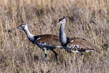 Obraz na płótnie Canvas Wild birds in Serengeti National Park