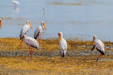 Wild birds in Serengeti National Park