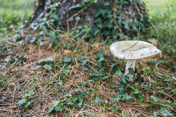 Ripe mushroom in summer forest scene. Mushroom macrophoto. Natural mushroom growing and pick up. Ecotourism activity. Copy space and empty space for text