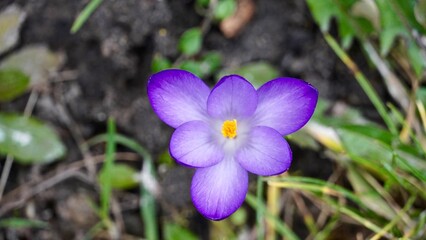 Wiosna wiosenne kwiaty w ogrodzie krokusy polska