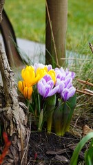 Wiosna wiosenne kwiaty w ogrodzie krokusy polska