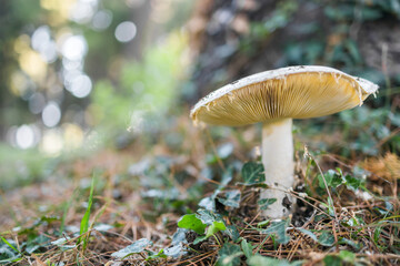 Ripe mushroom in summer forest scene. Mushroom macrophoto. Natural mushroom growing and pick up. Ecotourism activity. Copy space and empty space for text