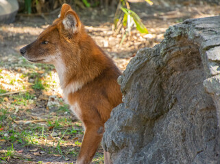 Nice specimen of dhole taken in a large zoological garden