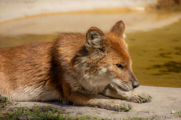 Nice specimen of dhole taken in a large zoological garden