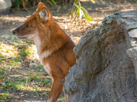 Nice specimen of dhole taken in a large zoological garden