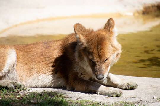 Nice specimen of dhole taken in a large zoological garden