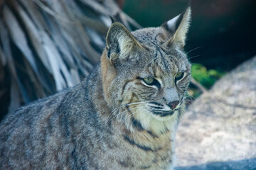 Nice specimen of lynx taken in a large zoological garden