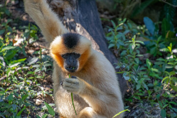 Nice specimen of monkey taken in a large zoological garden