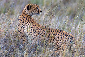 Wild cheetah in serengeti national park