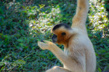 Nice specimen of monkey taken in a large zoological garden