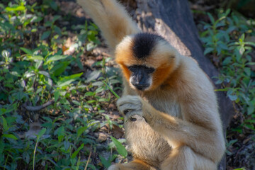 Nice specimen of monkey taken in a large zoological garden