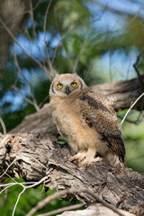 Great Horned Owl Chick in tree with Golden Eyes