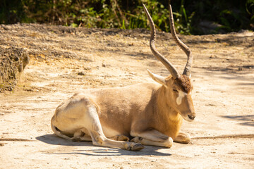 Nice specimen of antelope taken in a large zoological garden