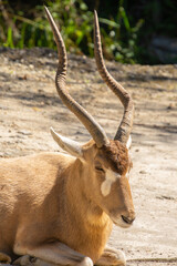 Nice specimen of antelope taken in a large zoological garden