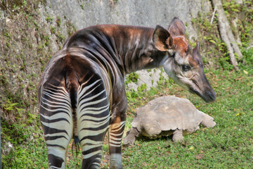 Nice specimen of okapi taken in a large zoological garden