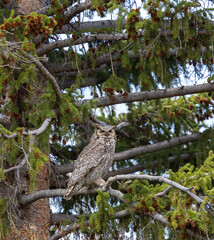 Great Horned Owl in Evergreen Tree