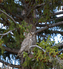 Great Horned Owl in Evergreen Tree Near Nest