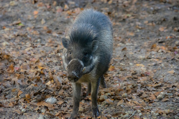 Nice specimen of wild boar taken in a large zoological garden
