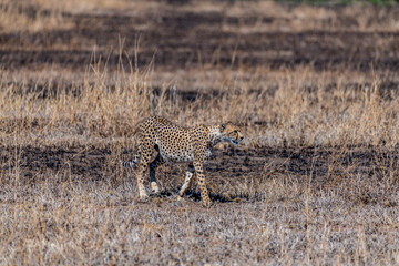 Wild cheetah in serengeti national park