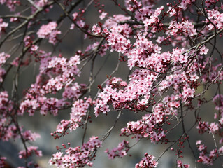 Branches of pink cherry blossom or plum flowers blooming on tree with blurry nature in background during spring season  