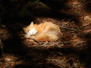 Red fox sleeping in leaves