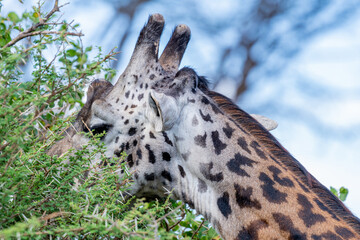 wild giraffe in Serengeti National Park in the heart of Africa