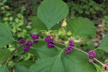 Wild purple berries